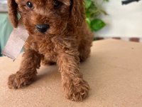 Ruhsatlı Köpek Çiftliğinden Toypoodle Yavrularımız