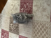 BRITISH TABBY DİŞİ YAVRU KIZIMIZ