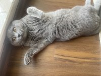 British Shorthair Yavrumuz Sahiplendirilecektir