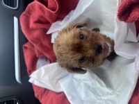 50 Günlük Erkek Teacup Maltipoo