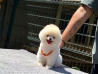 Sevimli Pomeranian Boo Yavrular