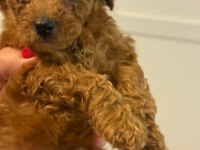Ev ortamında büyüyen poodle bebekler