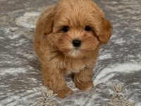 TOY POODLE KALİTESİNDE MALTİPOO YAVRULARI 