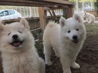 Samoyed yavrularımız ırk garantilidir