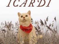 2 aylık british shorthair yavrular