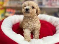 Efsane Güzellikte Hipoalerjenik Teacup Maltipoo