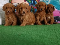 Toy poodle yavrularımız
