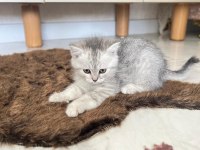 SEVİMLİ YAVRU KEDİLER