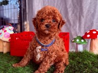 Safkan Toy Poodle Bebekler
