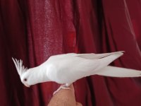 4 aylık erkek yavru sultan papağanı
