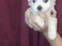 Badem şekerleri maltese köpekler