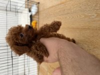 Kore toy poodle red brown