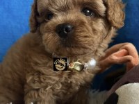 Apricot toy poodle yavrumuz