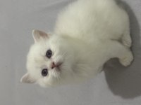 GÜZEL BEBEK KEDİLERİME GÜZEL AİLE ARIYORUM