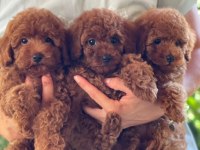 Kilogram Garantili Rusya Girişli Toy Poodle Bebeklerimiz