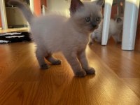 Scottish Fold British Shorthair Blue Point