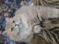 9 aylık british longhair erkek