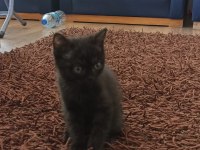çok tatlı scottish fold kedileri