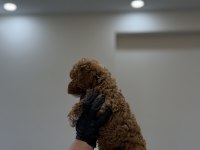 TOY POODLE WC PET EĞİTİMLİ YAVRUMUZ YENİ YUVASINA HAZIR