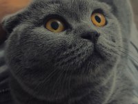 Analı Kızlı Verilecek Kediler