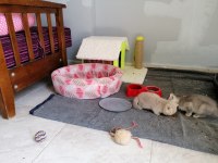 Bebek British Shorthair Yavrularım