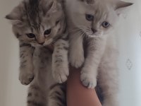 Dişi british shorthair blue point ve silver tabby