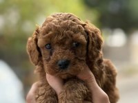 Tatlı toy poodle bebeklerim