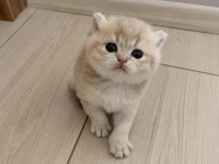 Ay11 erkek british shorthair