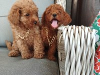 Sevgi dolu ailelerimiz için poodle bebekler