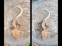 CRESTED GECKO YAVRULAR