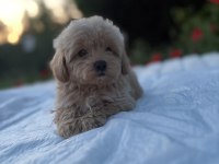 Maltipoo Karamel