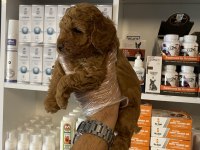 Ruhsatlı çiftlikten poodle yavrularımız