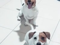Jack russell kısa bacak çiftlik veya üretici değilim