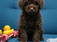 Çikolata toy poodle nadir renk