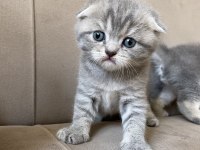 Scottish fold bebeklerim