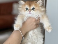 Daha İyisi Yok Harika Gen British Longhair Golden