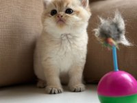 60 günlük british shorthair