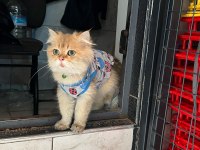 Erkek 7 aylık kedimiz