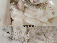 Aşısı her şeyi çipi tam birine scottish fold