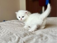 Masum Bebek Silver British Shorthair 