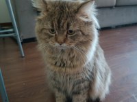 British longhair 1 yaşında