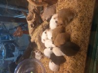 Sibirya hamster