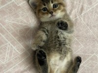 British shorthair erkek yavru sahiplendirilecektir