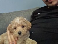 85 günlük orjinal kore maltipoo ev doğumlu kızımız