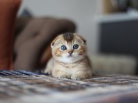 Top kafa scottish fold yavru