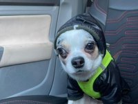 Safkan Chihuahua yavrularımız