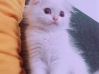 İstanbul içinde ulaşımını sağlıyorum british longhair