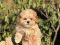Muhteşem Güzellikte Maltipoo Bebeklerimiz Ciftliğimizden