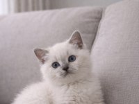2 Aylık Blue Point British Bebek