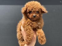 Ankarada ziyarete açık kore toy poodle yavrular